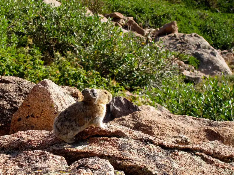 American pika among the rocks of Flattop Mountain in Rocky Mountain National Park