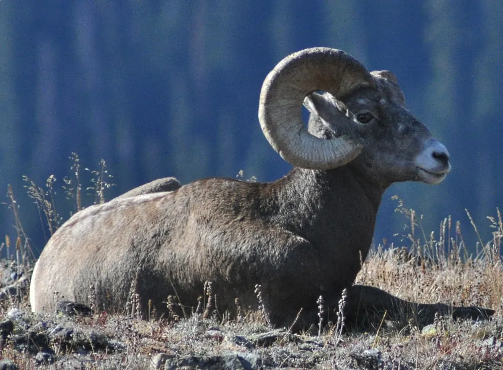 Rocky Mountain bighorn sheep ram resting on a rocky alpine slope