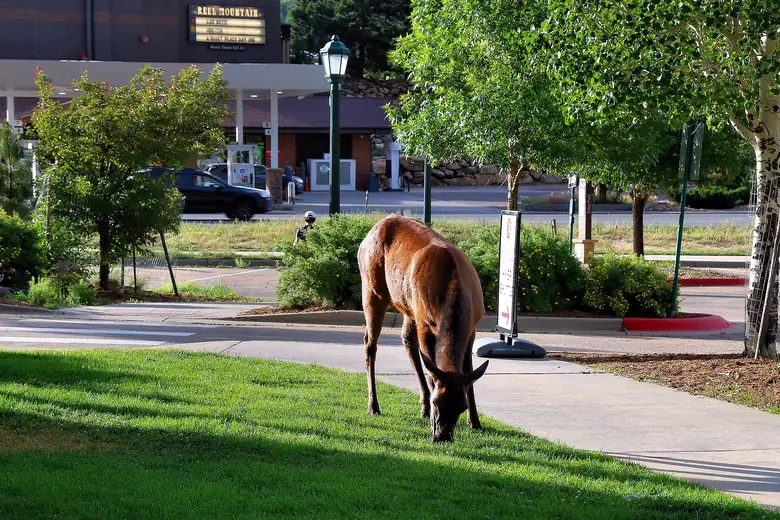 Elk grazing on the lawn beside the visitor center in Estes Park, Colorado