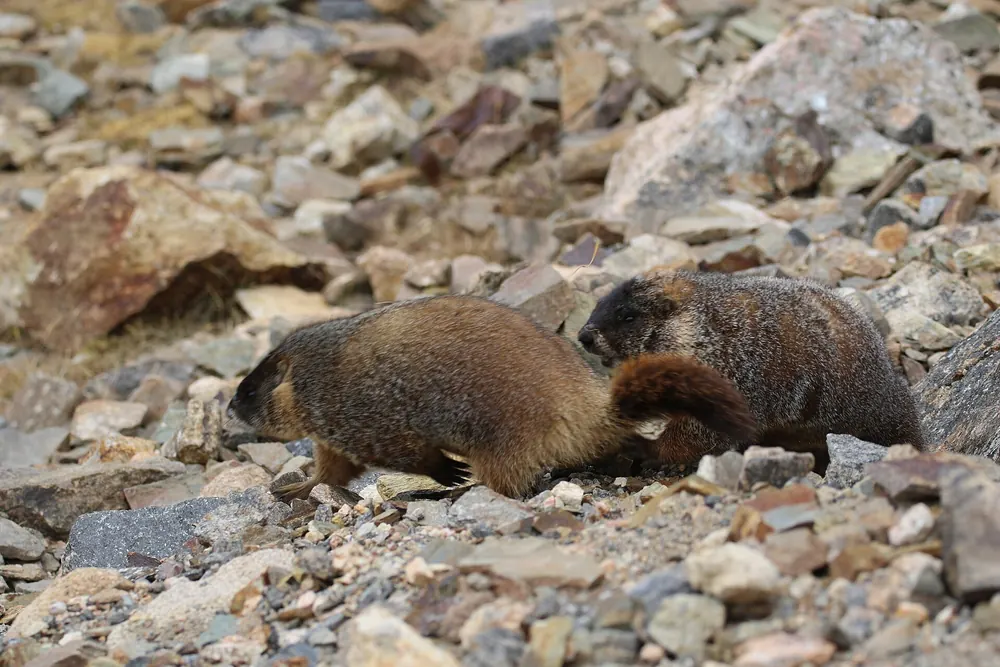 Yellow-bellied marmot in rocky alpine habitat in Rocky Mountain National Park